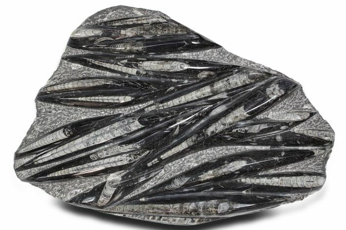 Polished Fossil Orthoceras (Cephalopod) Plate - Morocco #359592